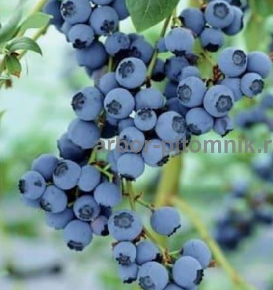 Саженцы и крупномеры голубики купить в Москве и Подмосковье с посадкой — фото 2