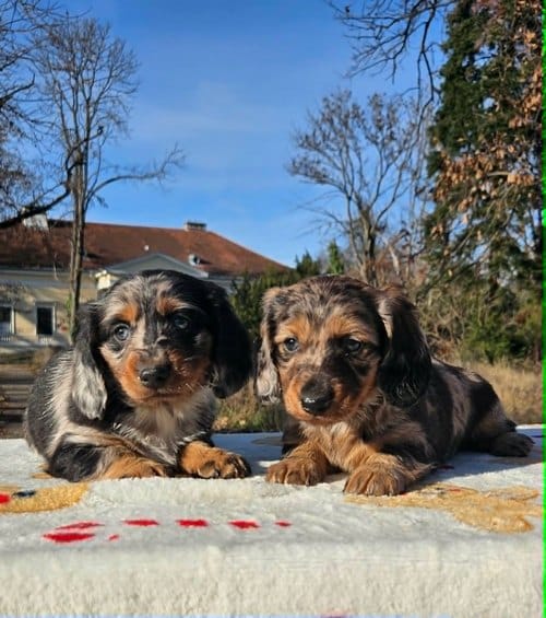 Дугодлаки язавичар