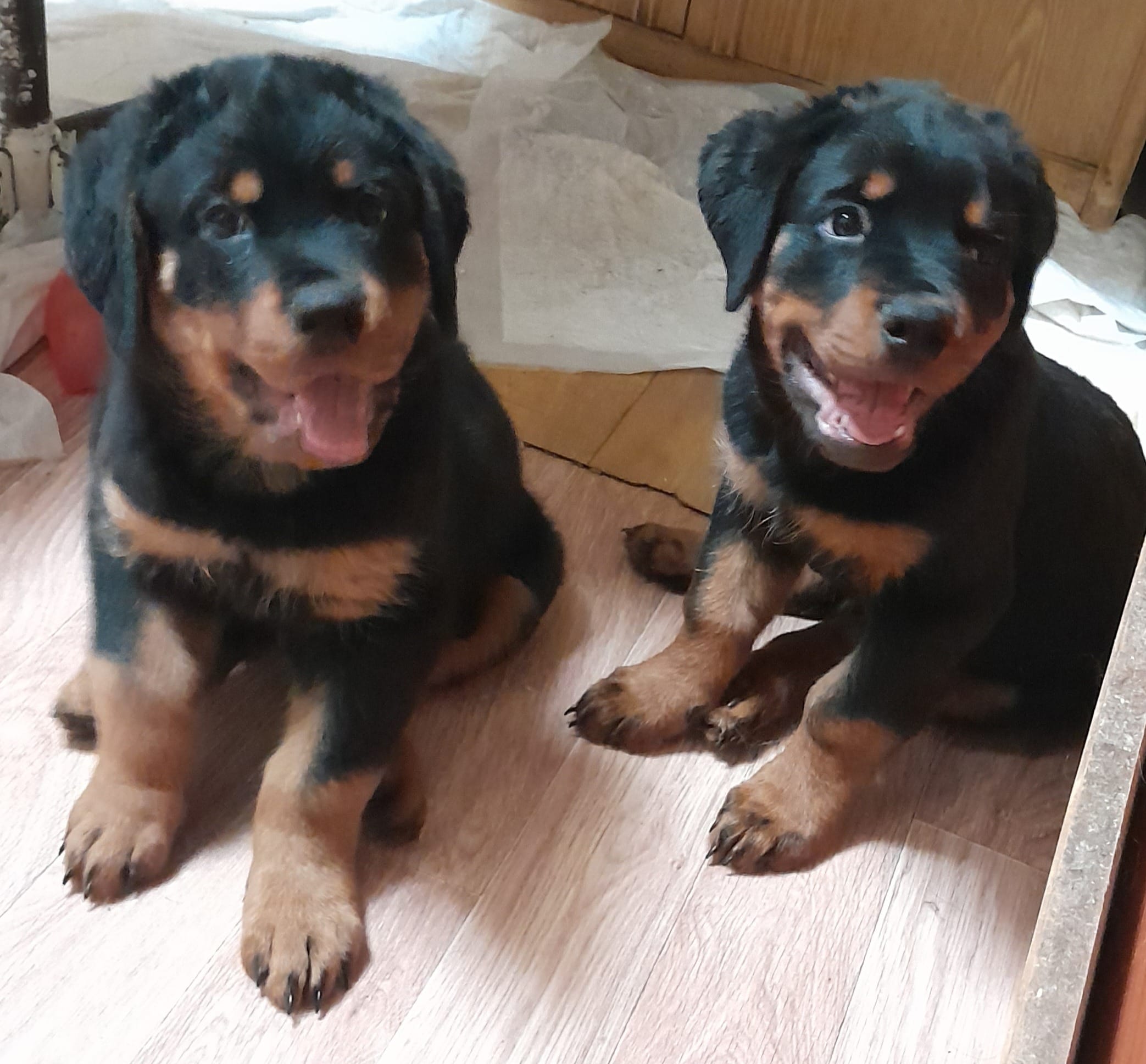 Щенки ротвейлера продажа