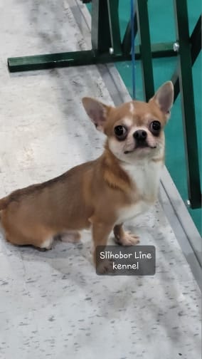 Чихуахуа мальчик — фото 2