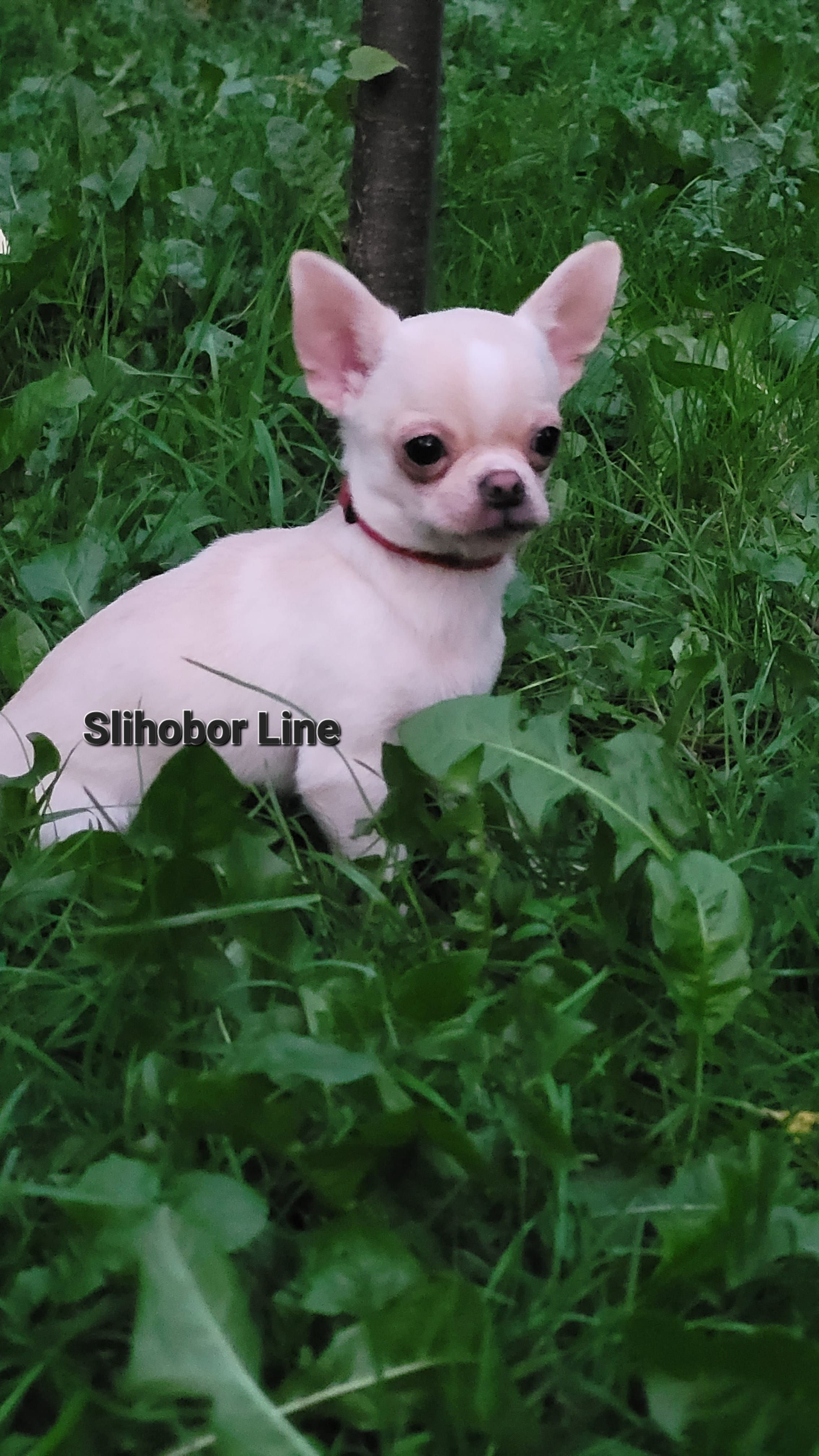 Чихуахуа девочка линии Англии — фото 3