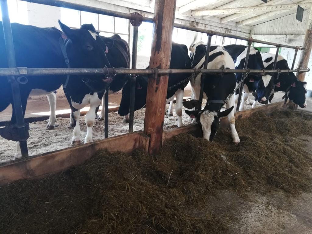 Нетели голштинской породы