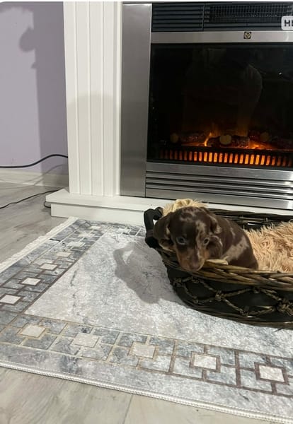 Карликовые короткошерстные таксы, очень миниатюрные — фото 3