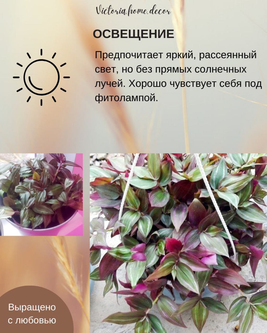 Традесканция Zebrina Disсоlоr Thailand/Зебрина Дисколор тайская — фото 7