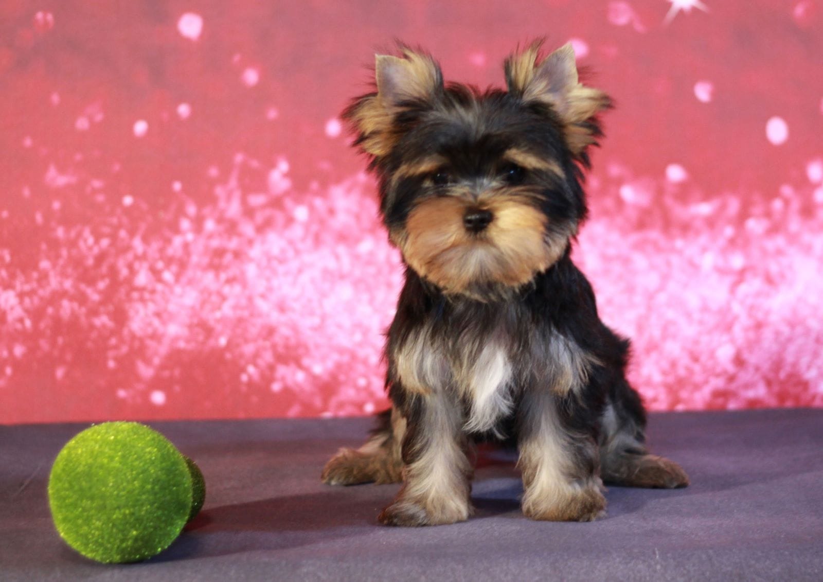 Йоркширский терьер мини, есть доставка — фото 2