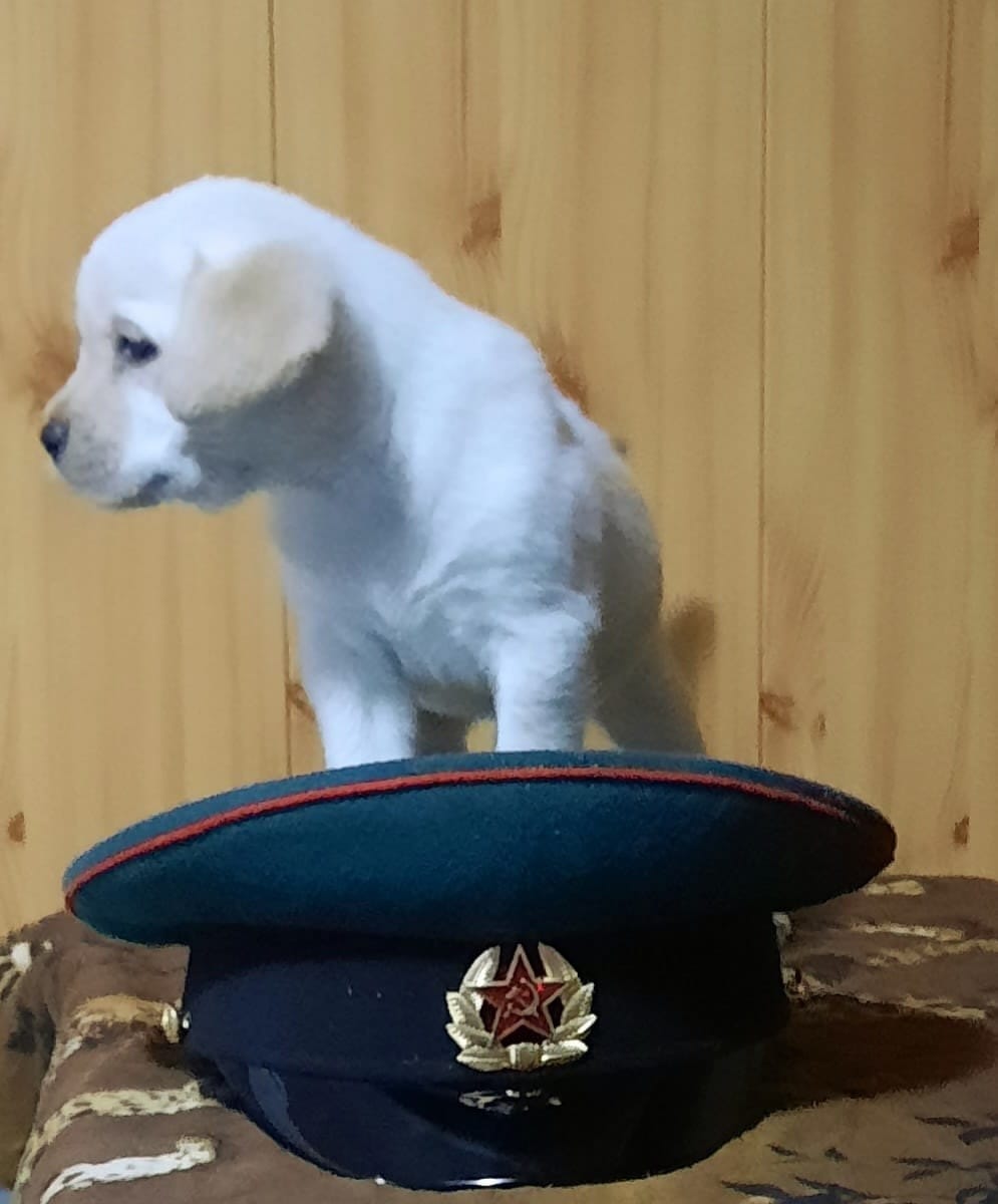 Щенки лабрадора из питомника Кладезь Эмоций