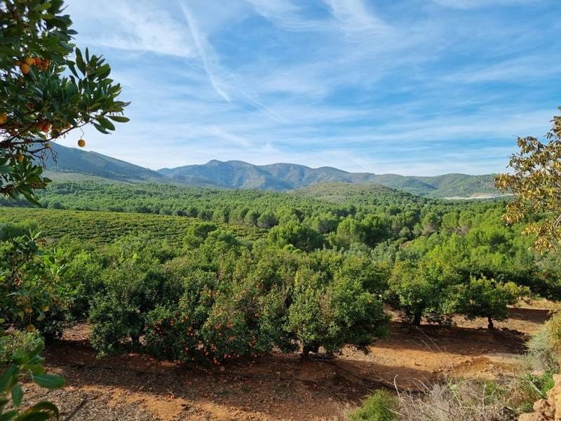 ПЛАНТАЦИЯ МАНДАРИНОВ В ИСПАНИИ — фото 29