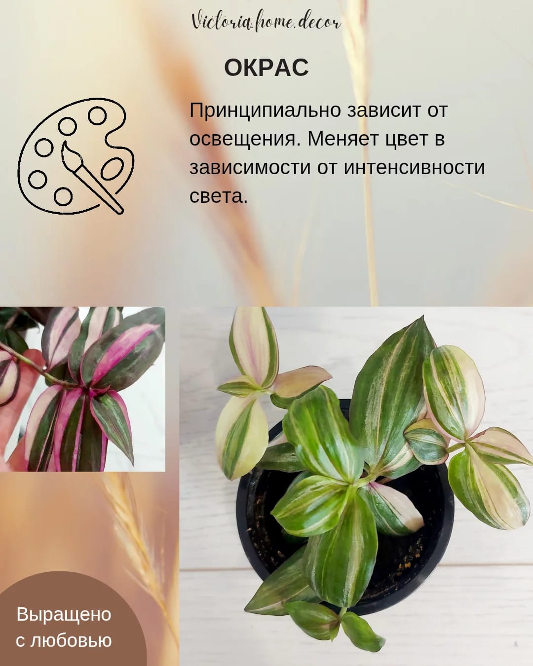 Традесканция Zebrina Discolor multicolor/ Зебрина Мультиколор тайская вариегатная — фото 6