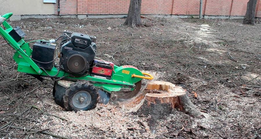Спил деревьев в Краснодаре — фото 5