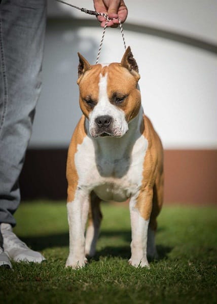 Американский стаффордширский терьер, щенки высшего качества — фото 8