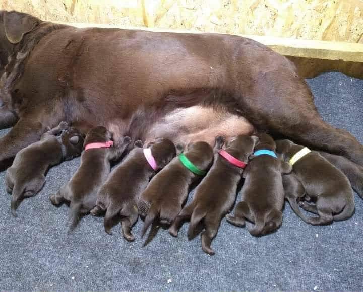 Щенки шоколадного лабрадора-ретривера — фото 4