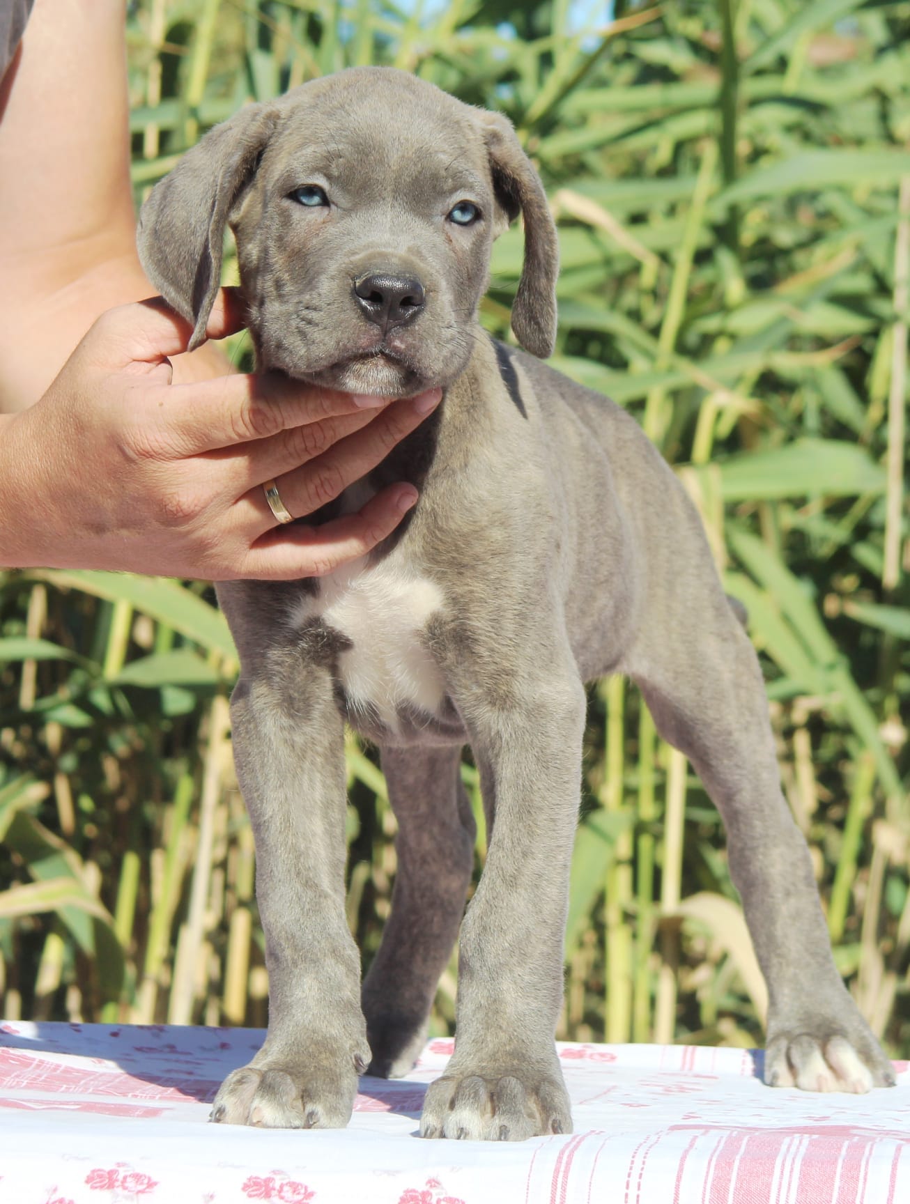 Щенки кане-корсо — фото 7