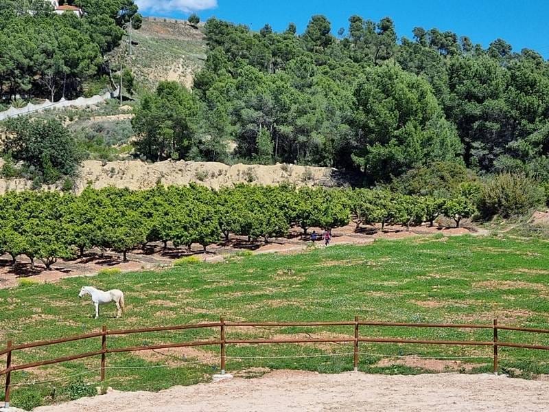 ПЛАНТАЦИЯ МАНДАРИНОВ В ИСПАНИИ — фото 26