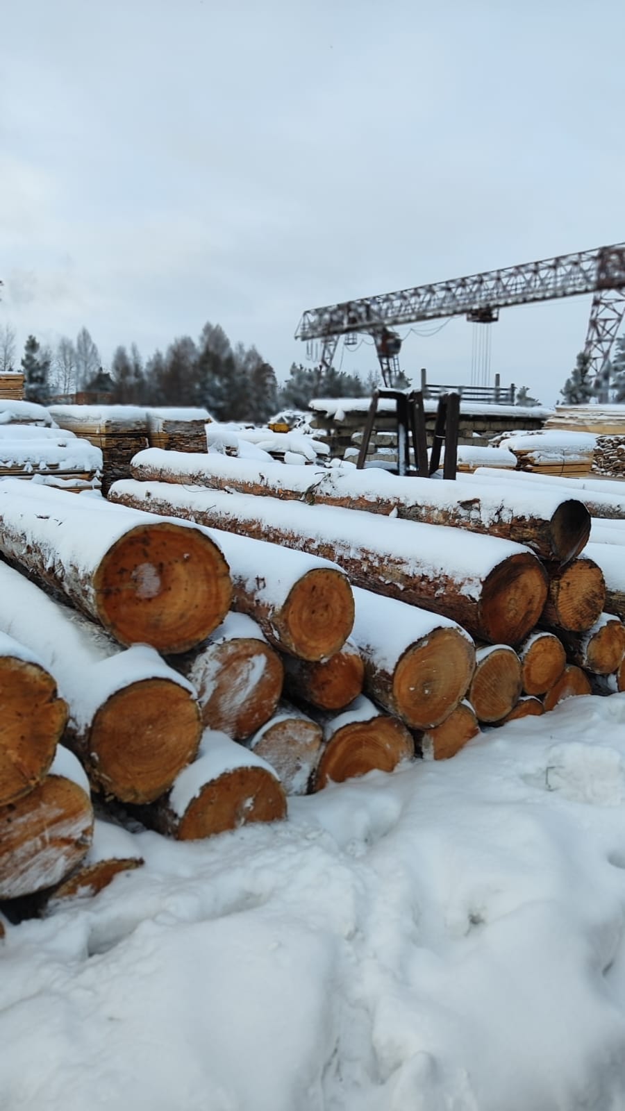 Кедр кругляк продажа оптом. — фото 5