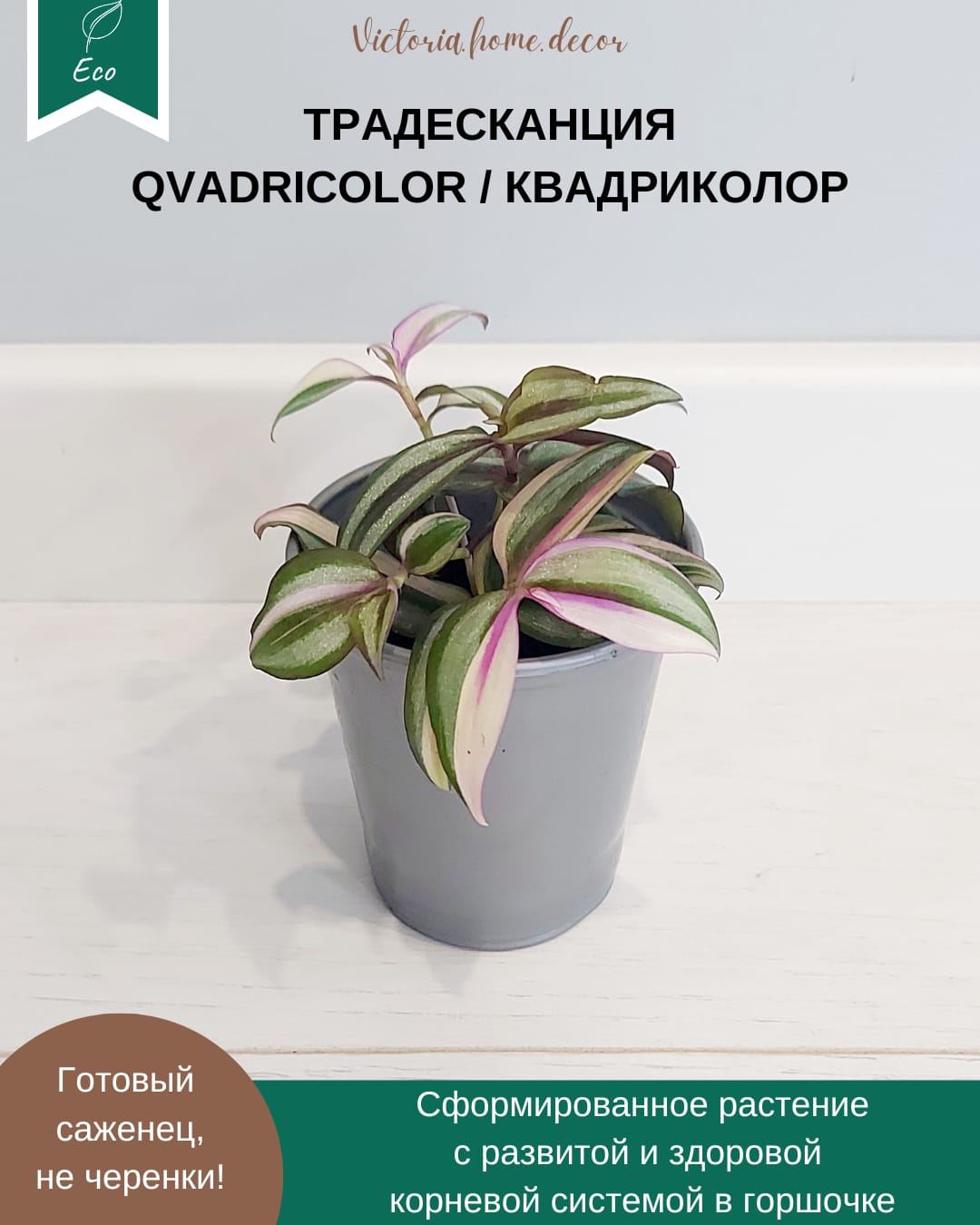 Традесканция Zebrina Qvadricolor/ Зебрина Квадриколор
