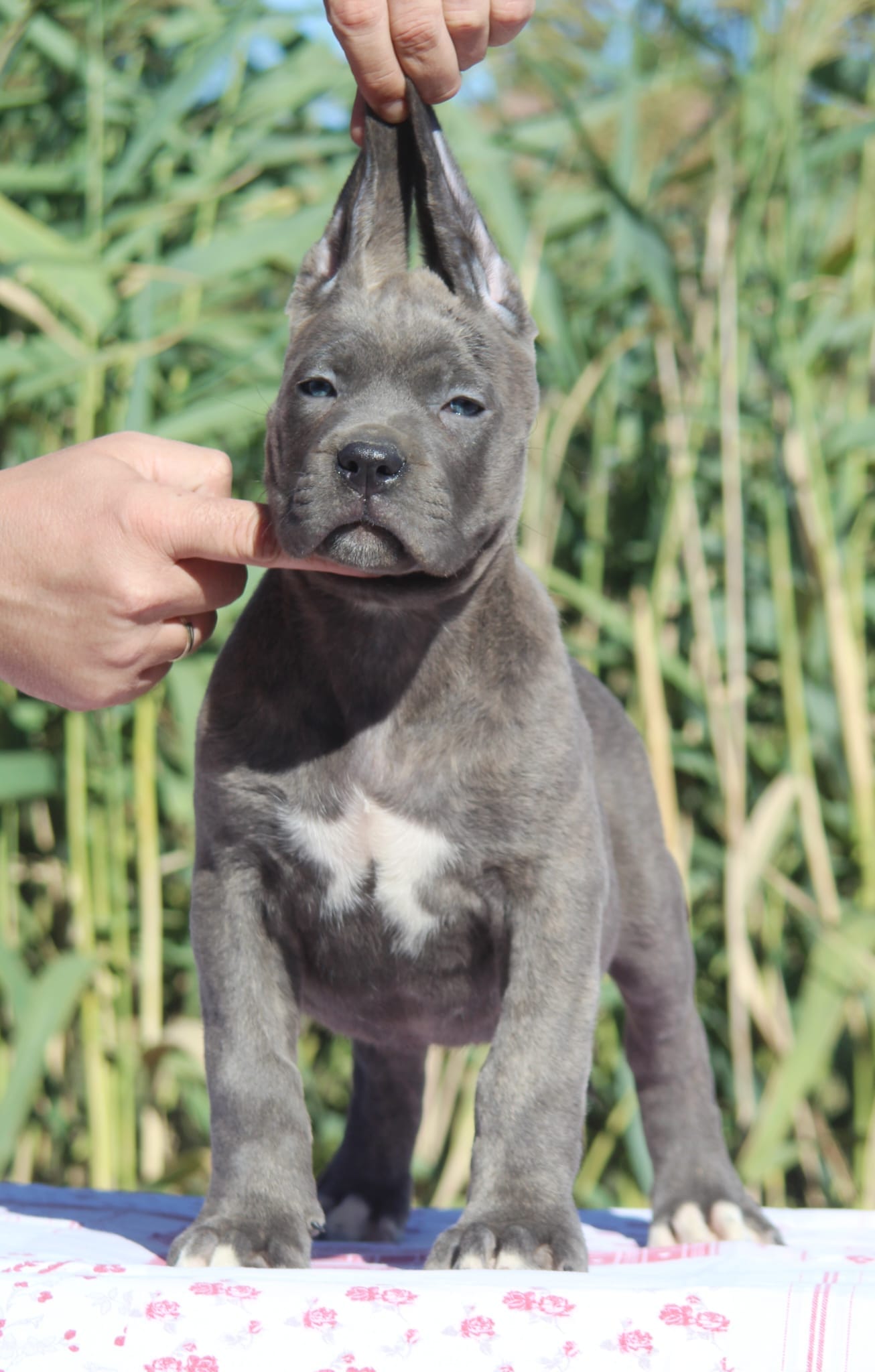 Щенки кане-корсо — фото 2