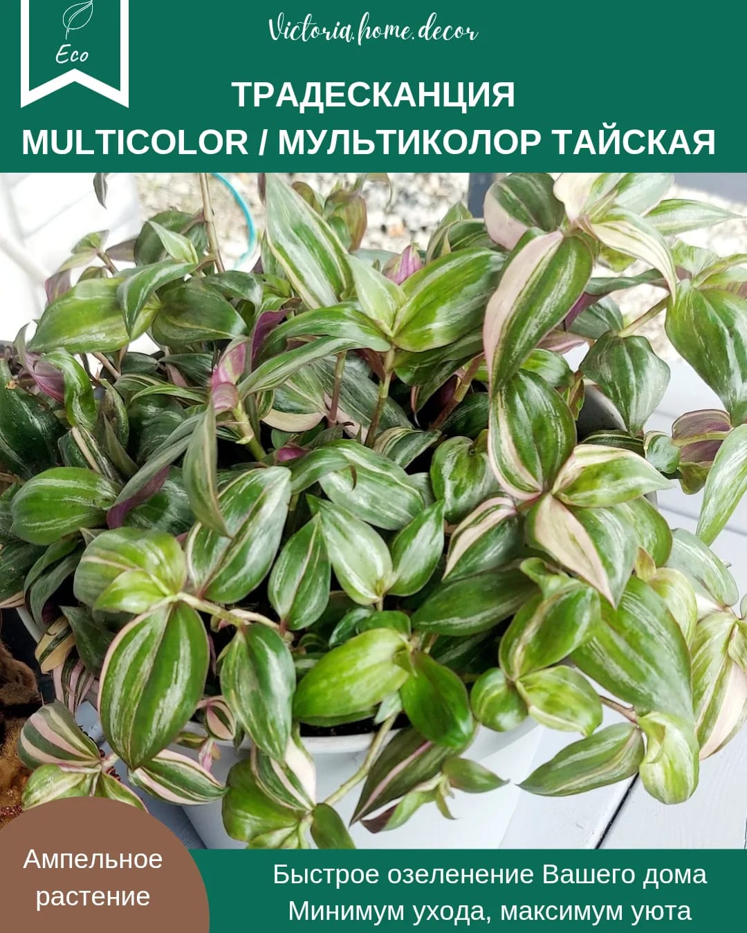 Традесканция Zebrina Discolor multicolor/ Зебрина Мультиколор тайская вариегатная — фото 2