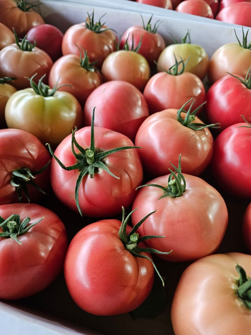 Томат розовый тепличный — фото 4