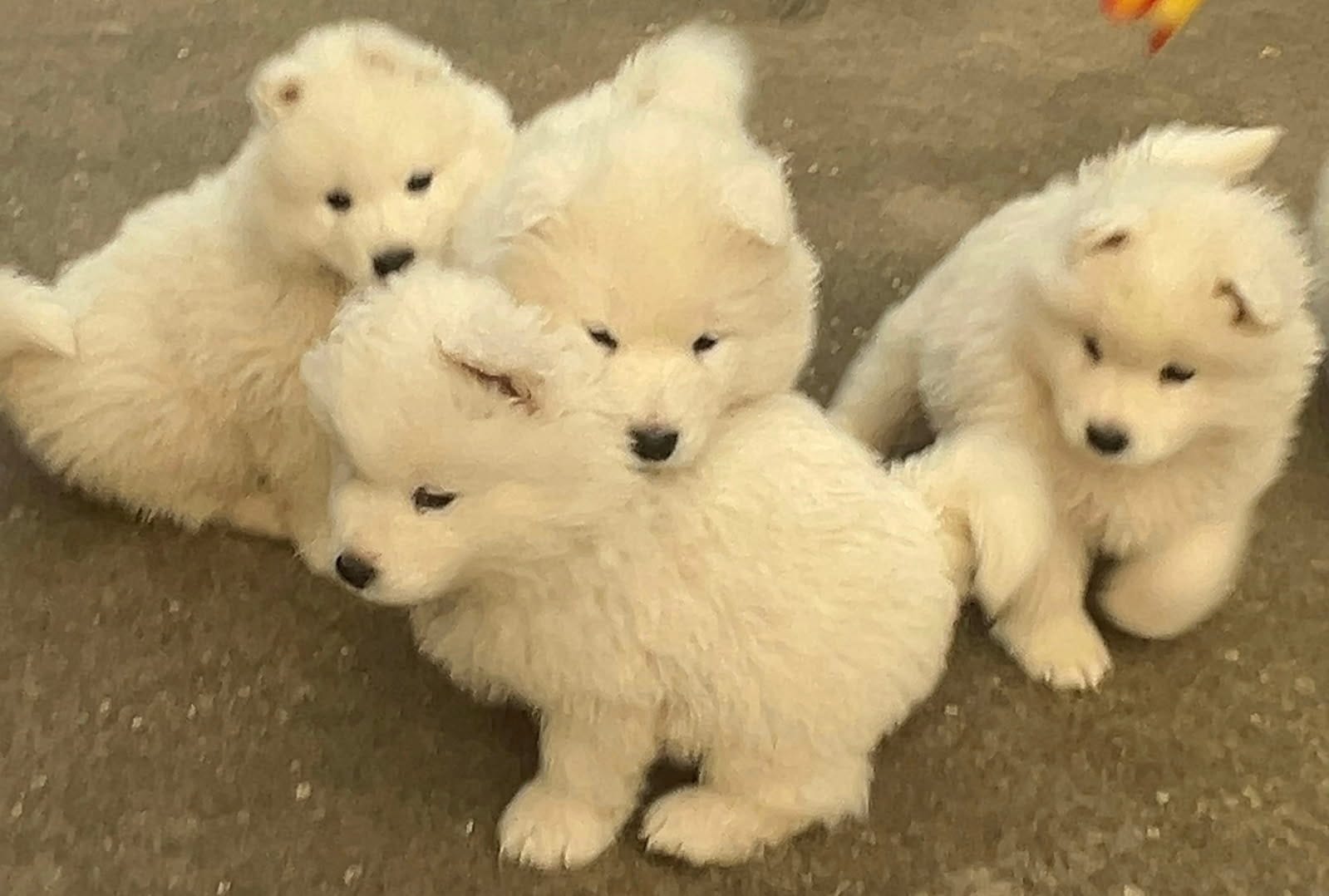 Щенки самоеда — фото 2