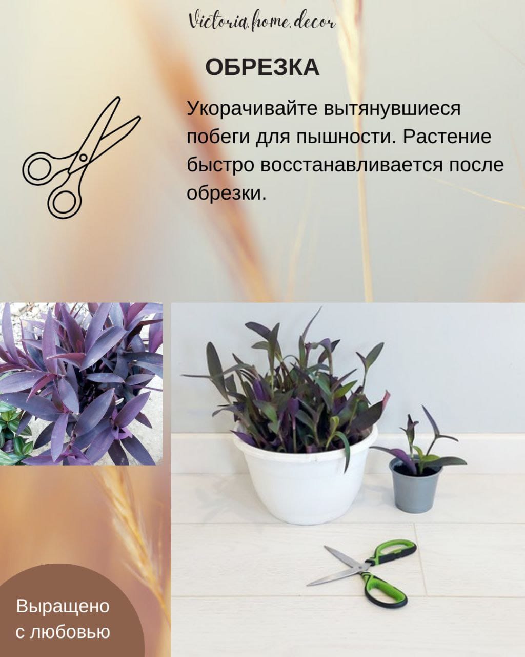 Традесканция Setcreasea-Pallida Purpurea / Сеткреазия-Паллида пурпурная — фото 12