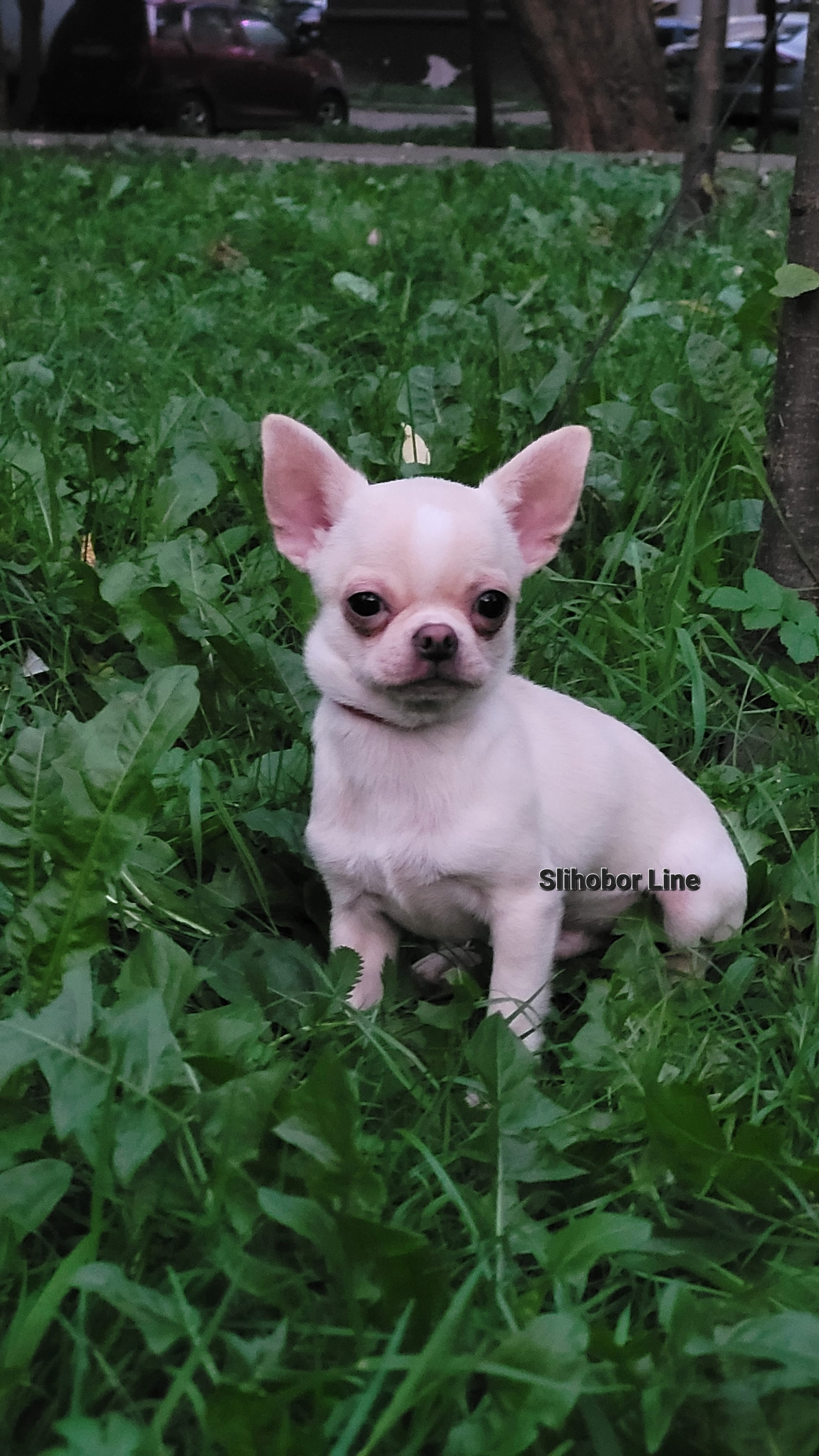 Чихуахуа щенок