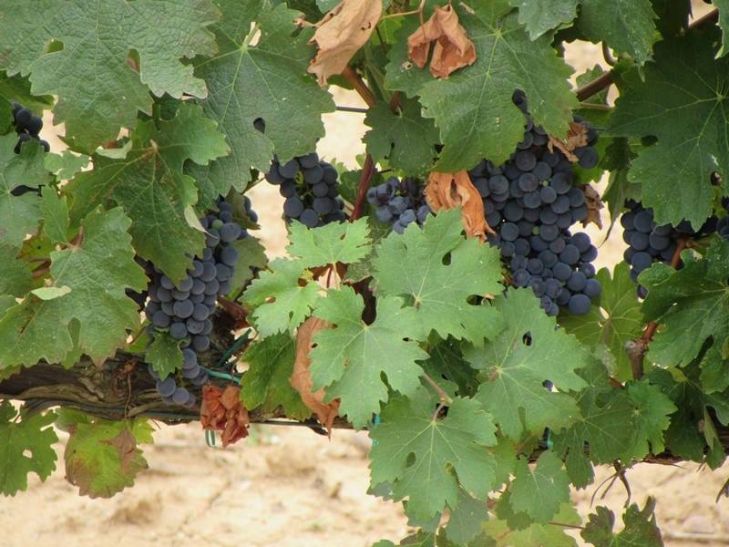 ВИНОДЕЛЬНЯ С ВИНГРАДНИКАМИ В ИСПАНИИ — фото 10