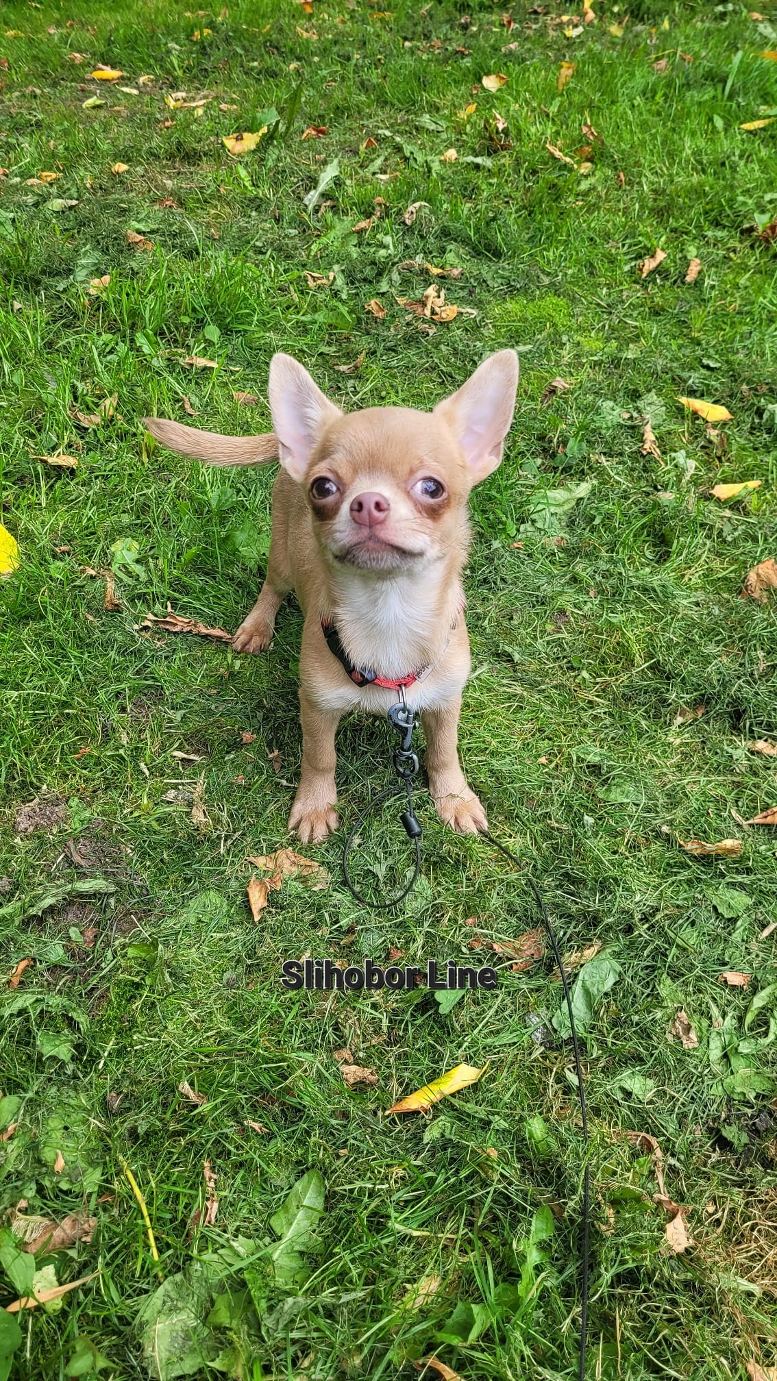 Чихуахуа щенки — фото 5