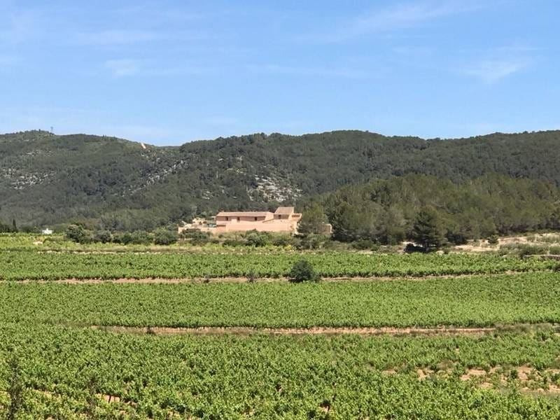 ПОМЕСТЬЕ С ВИНОГРАДНИКАМИ В ИСПАНИИ — фото 29