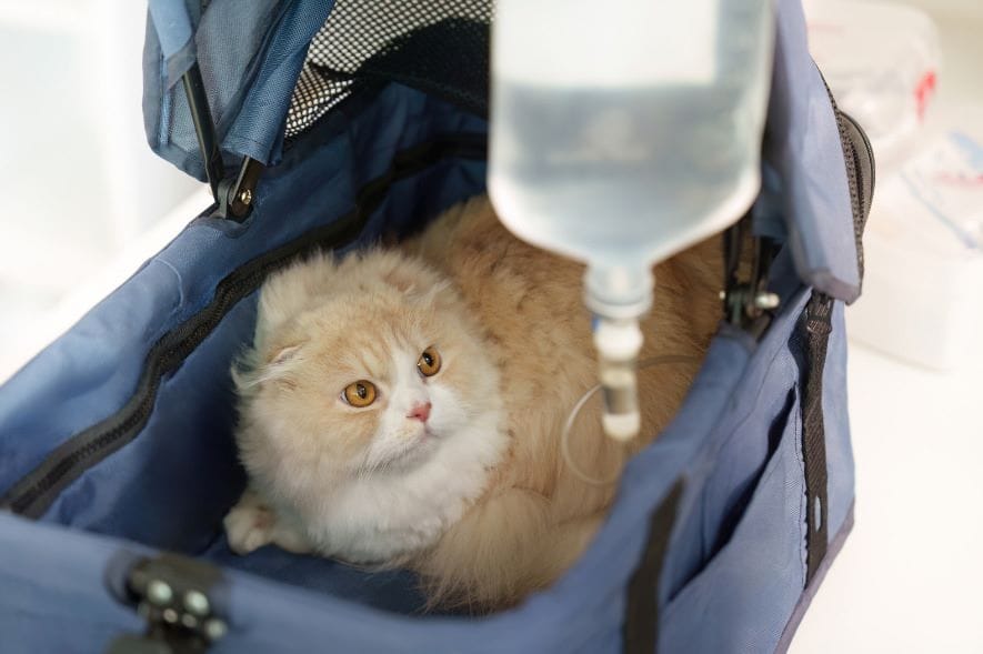 Юнивет - вет клиника Домодедово