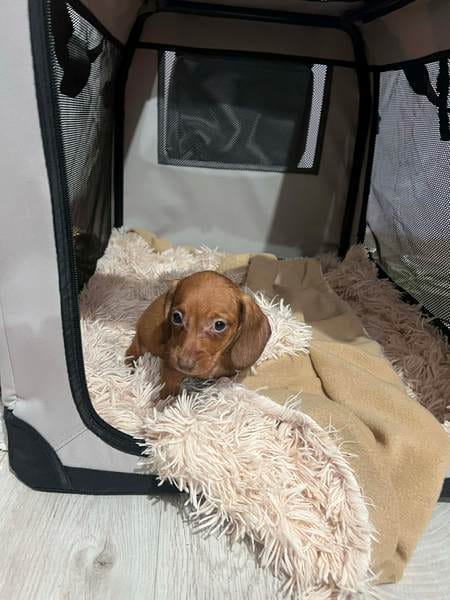 Щенки миниатюрных короткошерстных такс — фото 4