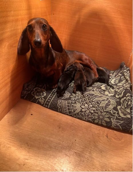 Щенки таксы короткошерстной высшего качества