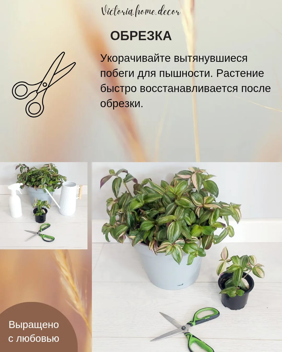 Традесканция Zebrina Discolor multicolor/ Зебрина Мультиколор тайская вариегатная — фото 12