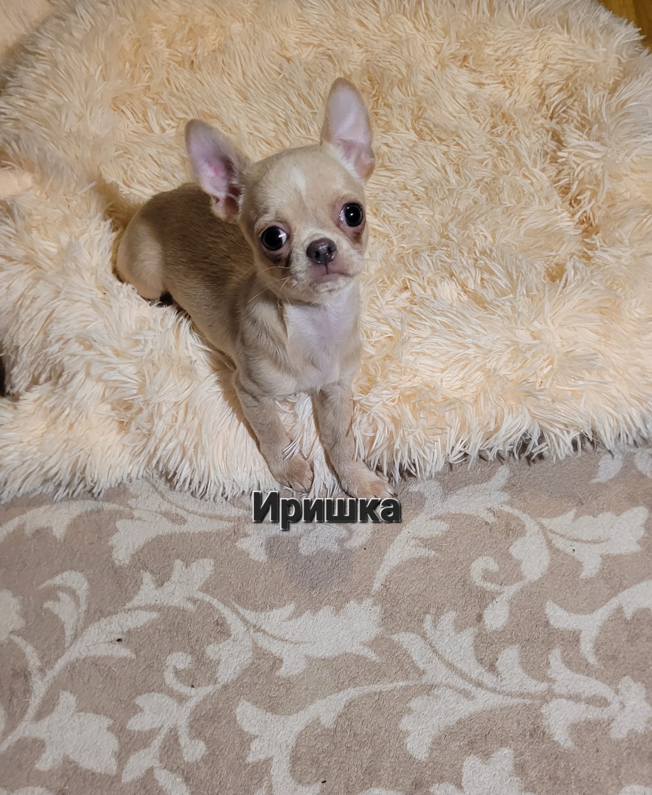 Чихуа девочка Иришка — фото 4