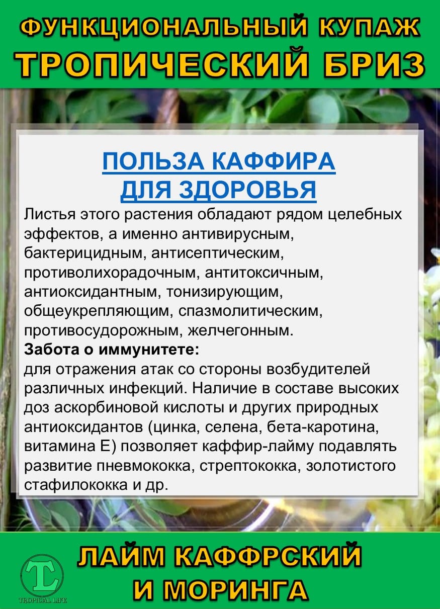 Функциональный купаж Тропический Бриз. Моринга и Каффрский лайм — фото 5