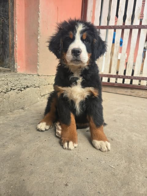 Щенки бернского зенненхунда — фото 2