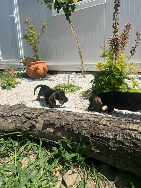 Жесткошерстная такса, щенки премиум-класса — фото 4