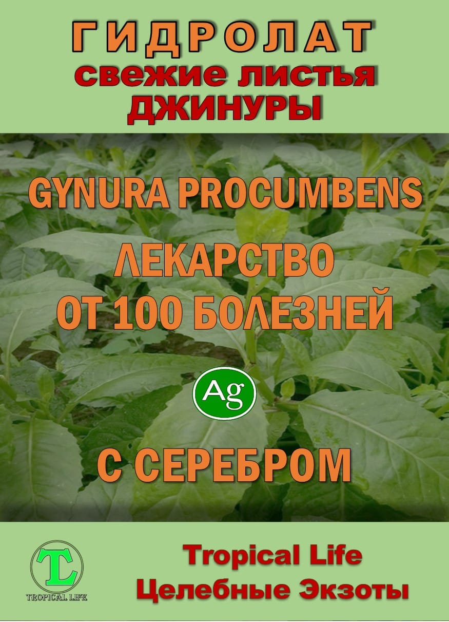 Гидролат джинуры. Gynura procumbens. ProGynuru. С наносеребром. — фото 2
