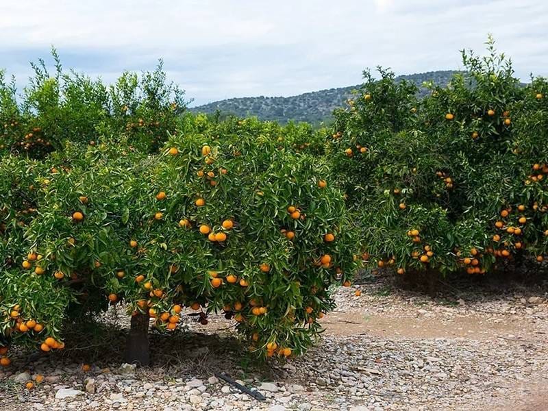 ПЛАНТАЦИЯ МАНДАРИНОВ В ИСПАНИИ