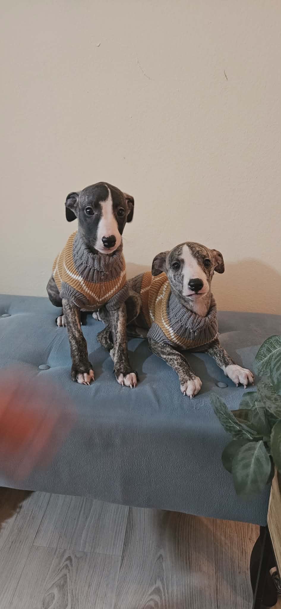 Щенки персидской борзой и салюки — фото 3