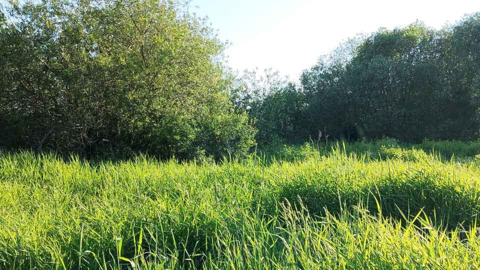 Участок 5.96 сотки Покровская Гатчина — 1 800 000 руб. — газ и свет по границе