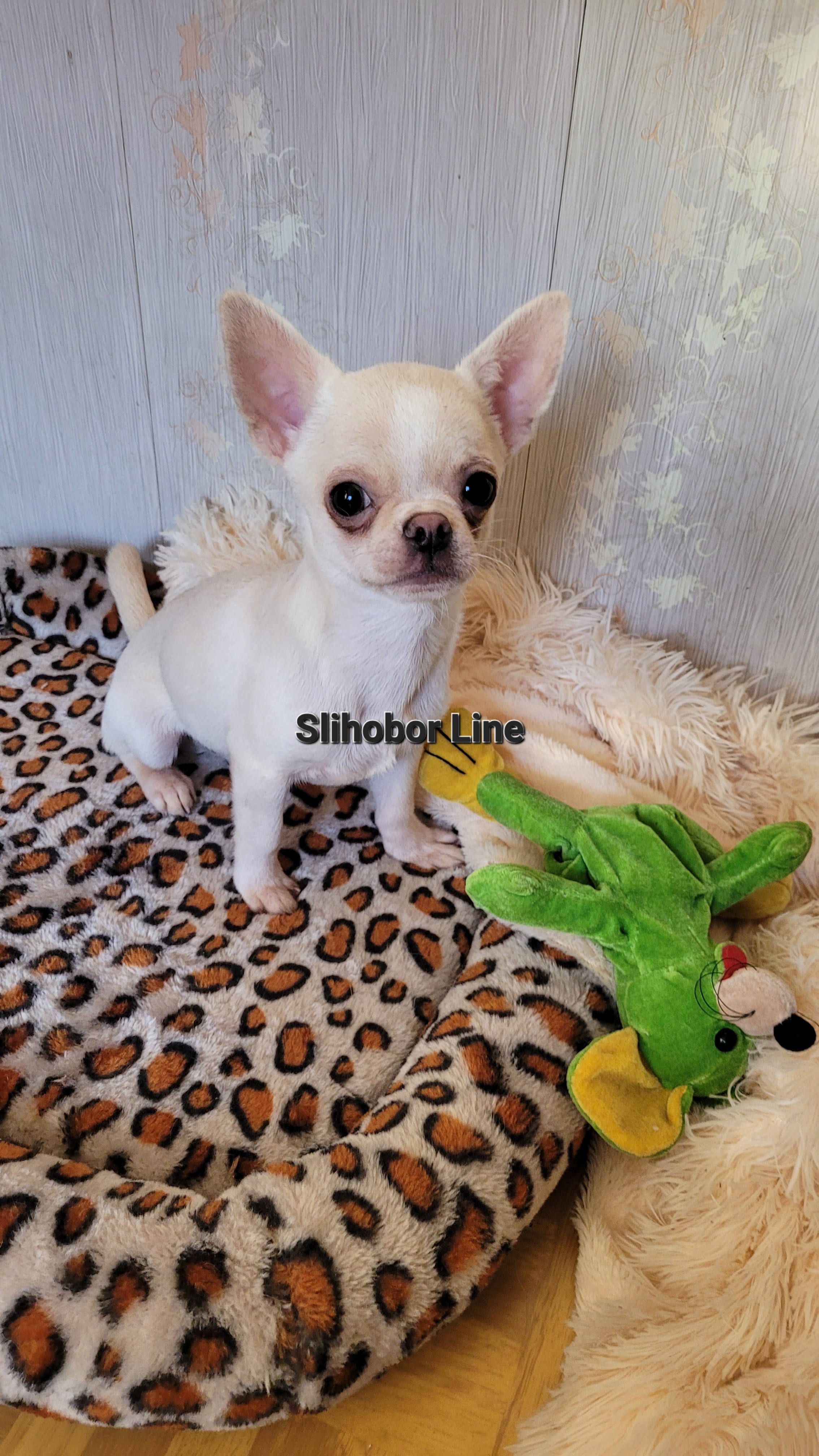 Шикарный Чихуахуа мальчик — фото 2