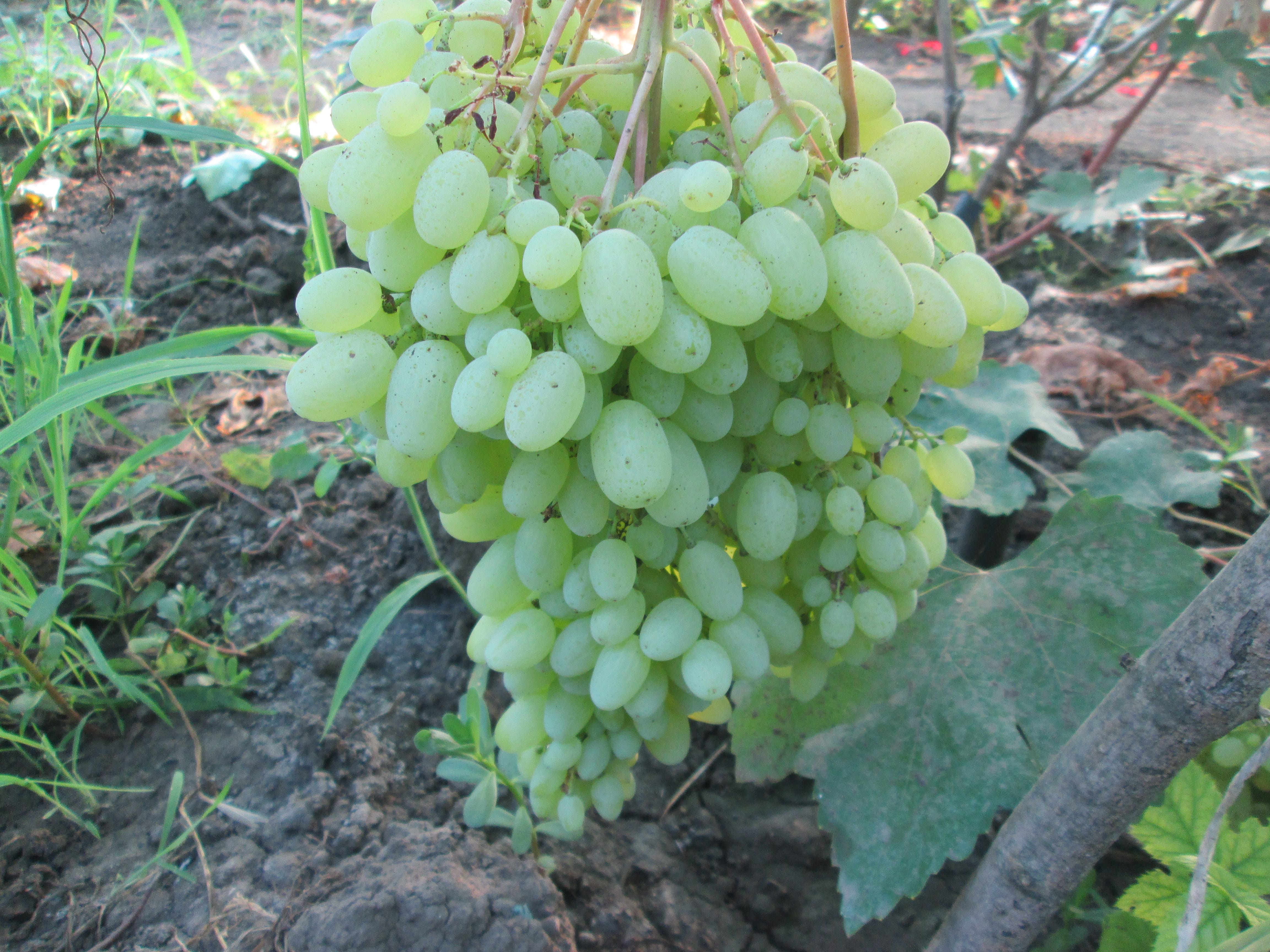 Продам саженцы винограда