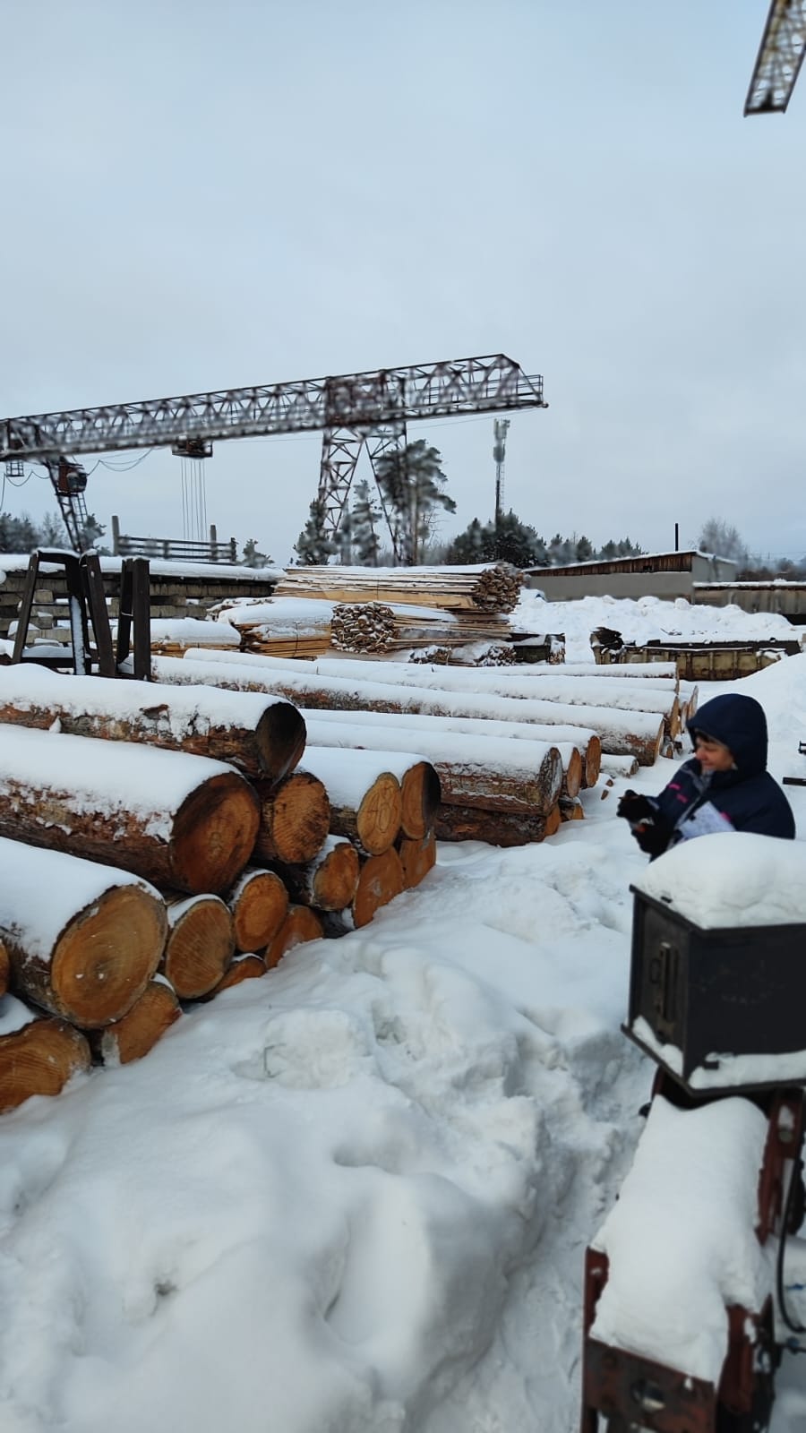 Кедр кругляк продажа оптом. — фото 3
