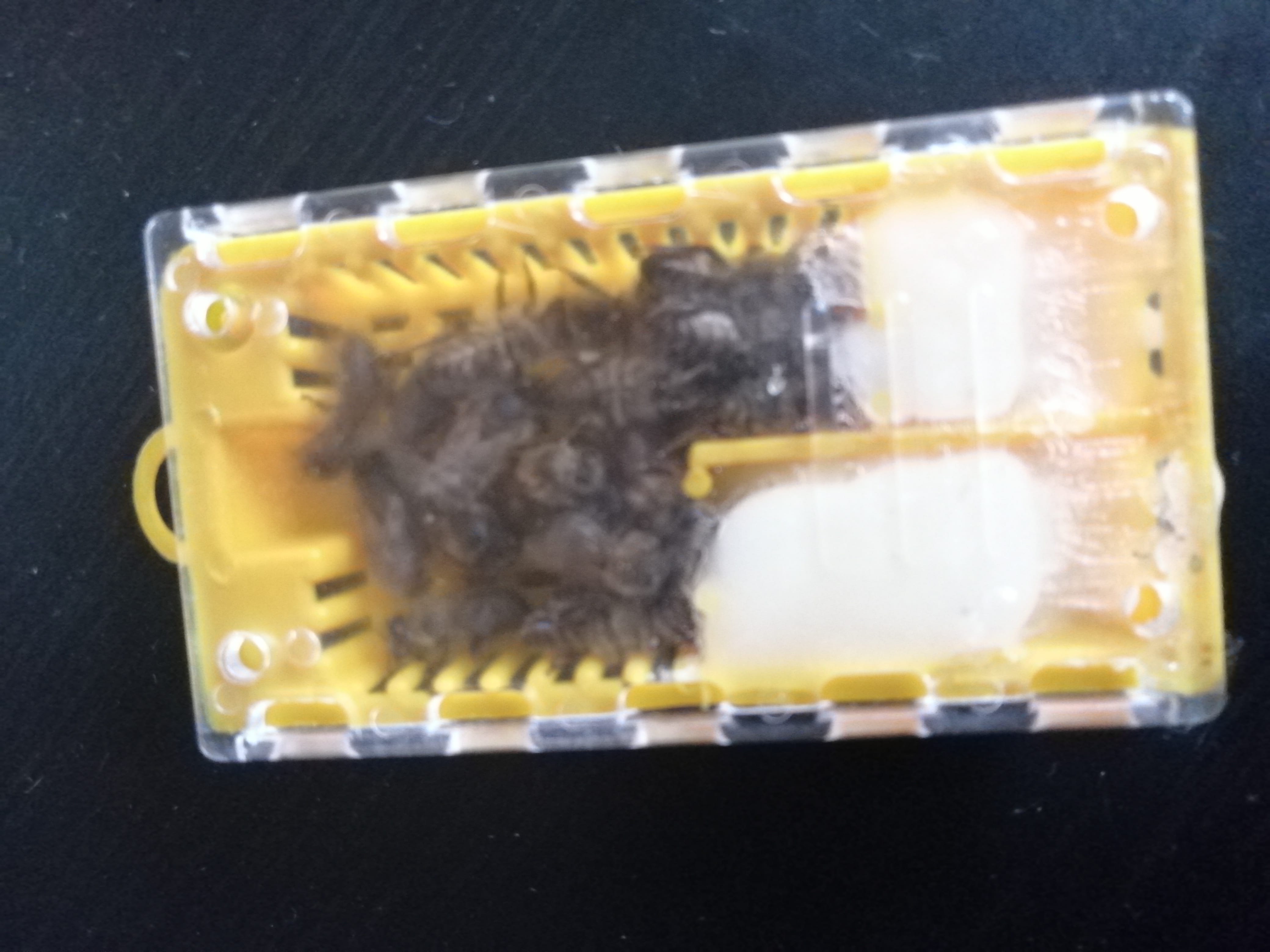 Пчеломатки пчелы пчелопакеты