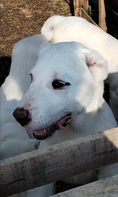 Прекрасные суки среднеазиатской овчарки - алабая — фото 2
