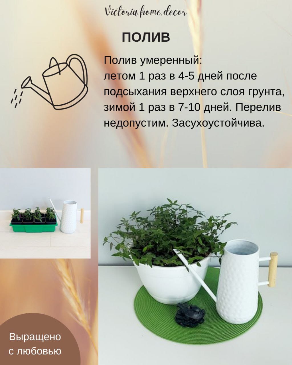 Традесканция Gibasis Bridal vail / Гибазис Фата невесты — фото 9