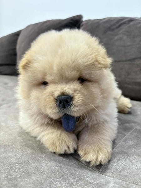 Чистокровные щенки чау-чау — фото 6