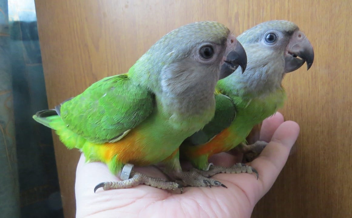 Сенегальский попугай