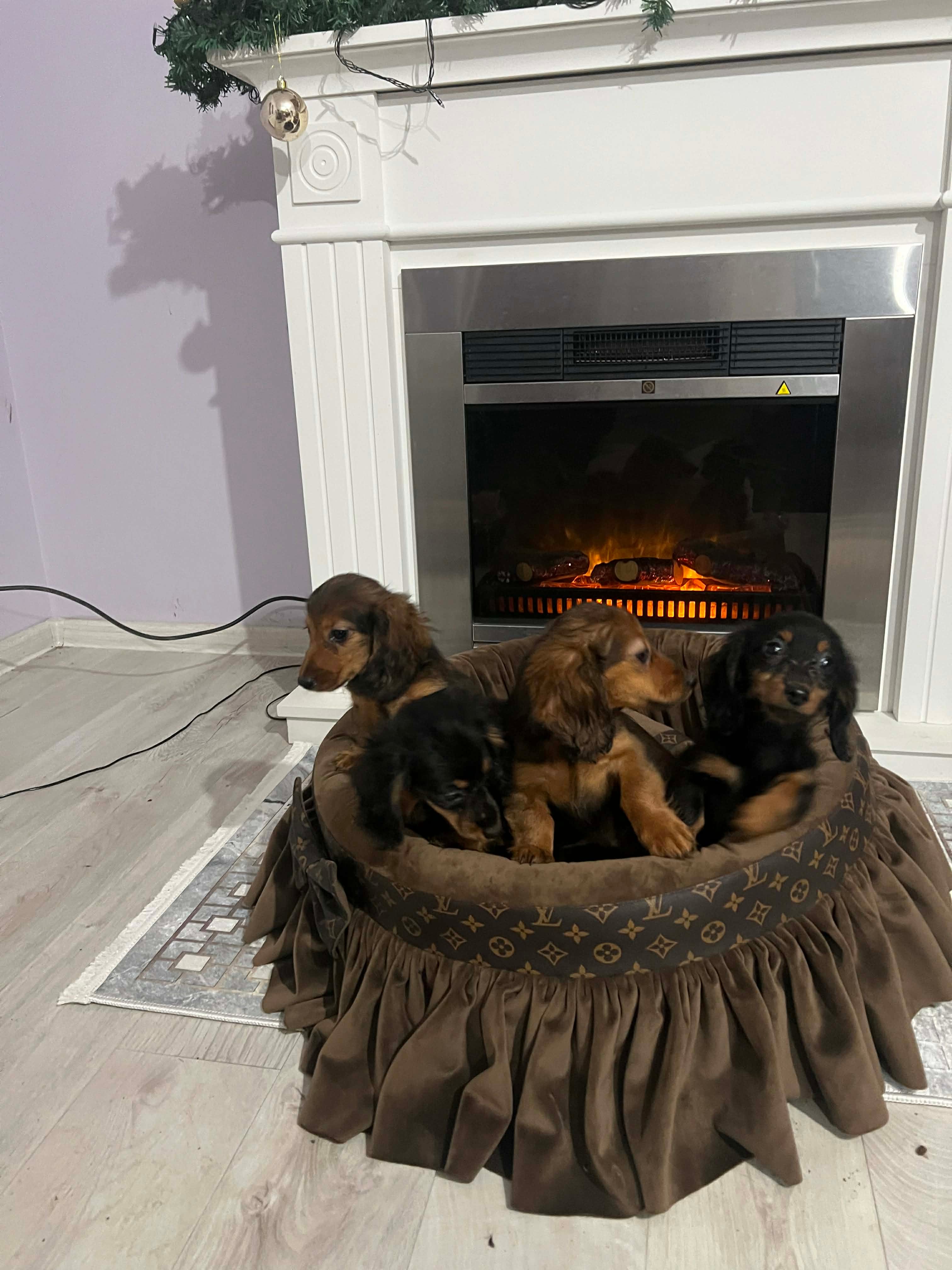 Щенки длинношерстной карликовой таксы — фото 10