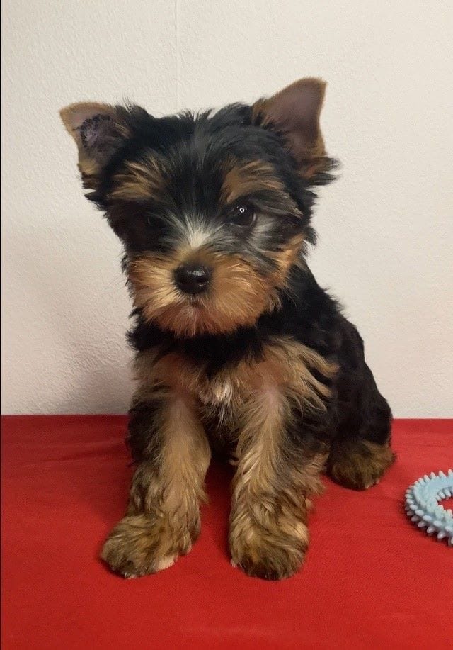 Йоркширский терьер мини, есть доставка — фото 4